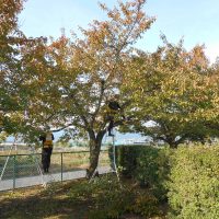 児童遊園剪定ボランティア